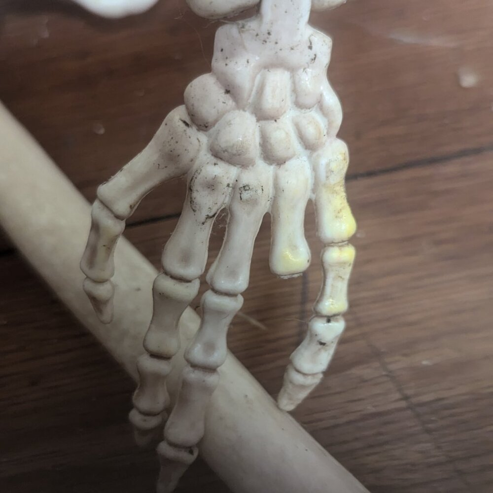 Skeleton - Picture 3 of 4